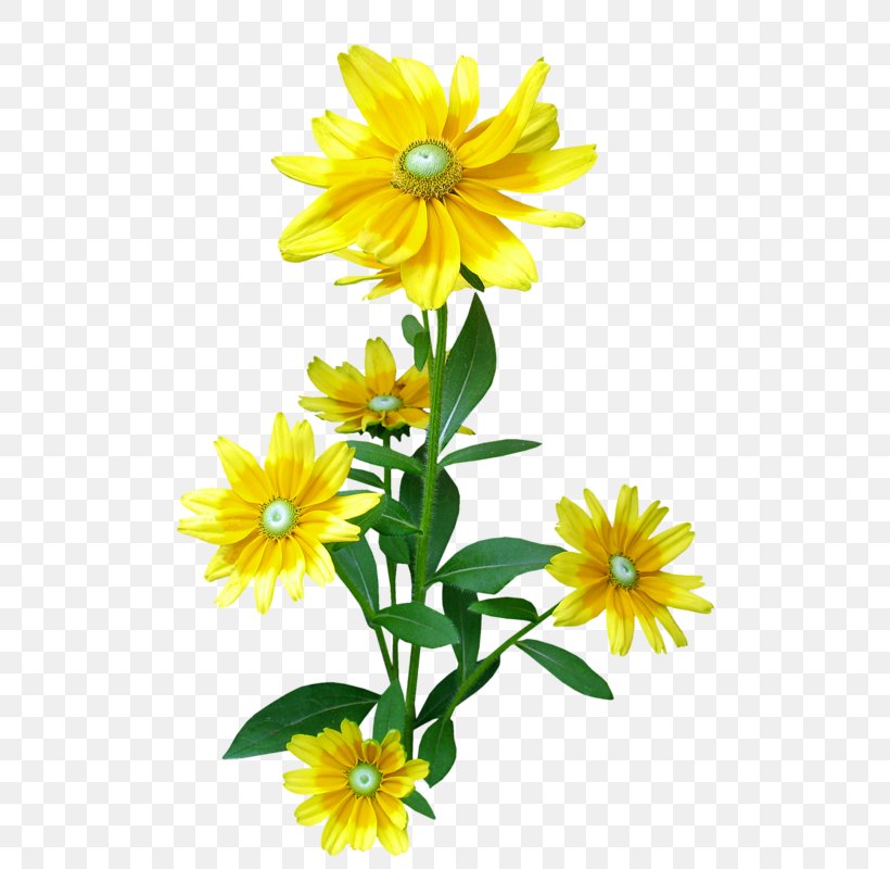 Crown Daisy Flower Clip Art Image Floral Design, PNG, 598x800px, Crown Daisy, Annual Plant, Aster, Blackeyed Susan, Chamomile Download Free