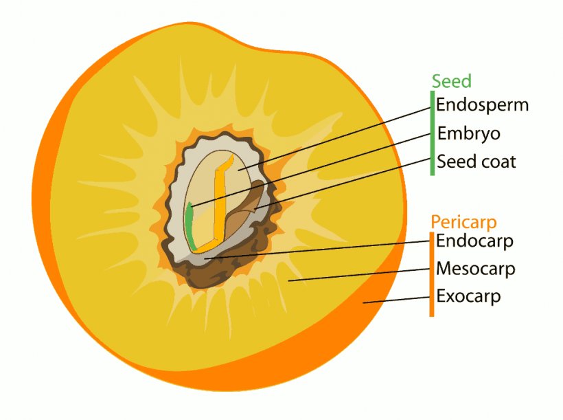 Fruit Anatomy Drupe Diagram Clip Art, PNG, 1001x746px, Fruit, Diagram, Drupe, Flower, Food Download Free