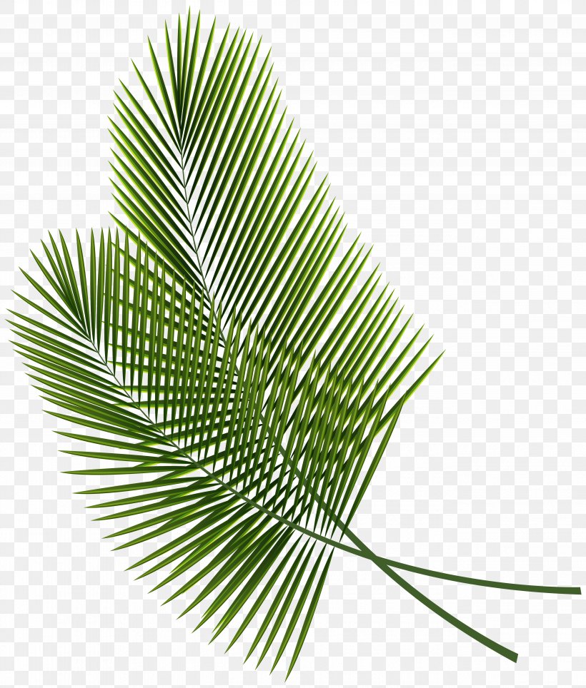 Leaf Arecaceae Palm Branch Clip Art, PNG, 5295x6226px, Leaf, Arecaceae, Arecales, Coconut, Editing Download Free