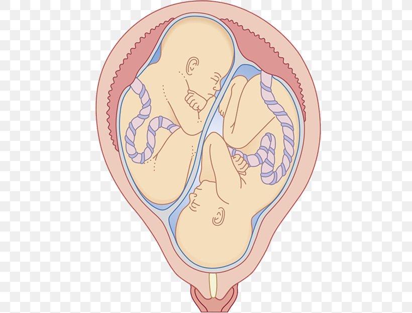 Twin Uterus Umbilical Cord Pregnancy Fertilisation, PNG, 510x622px, Watercolor, Cartoon, Flower, Frame, Heart Download Free