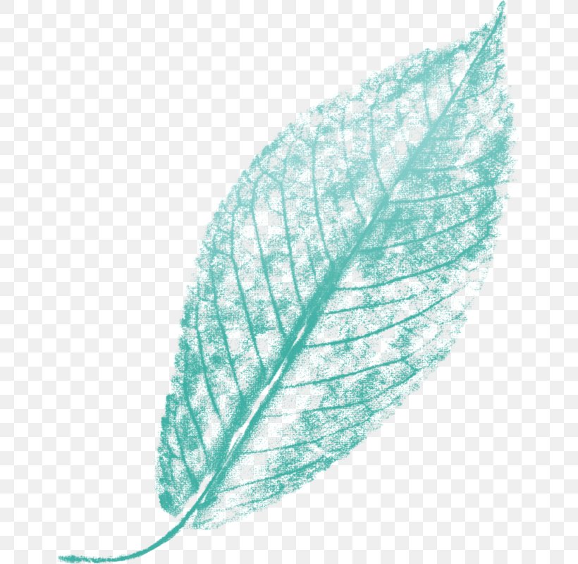 Leaf Turquoise Line Feather, PNG, 658x800px, Leaf, Feather, Organism, Turquoise, Wing Download Free