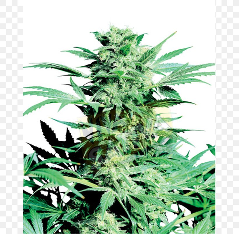 Skunk Mahadeva Cannabis Sensi Seeds Marijuana, PNG, 800x800px, Skunk, Autoflowering Cannabis, Cannabis, Cannabis Cultivation, Cannabis Sativa Download Free