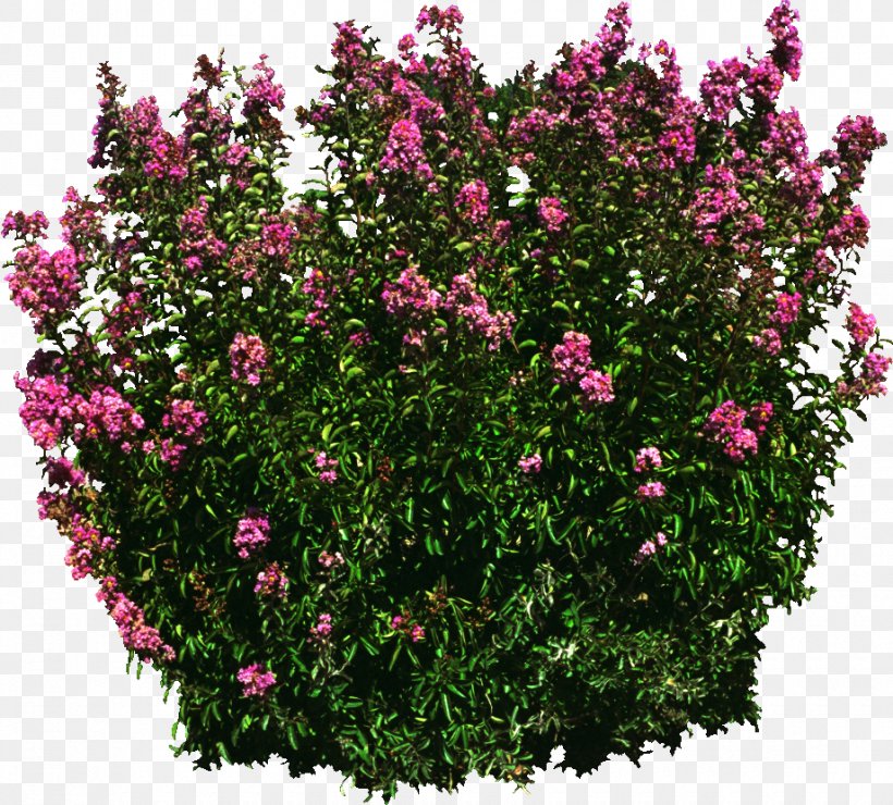 Subshrub Tree Perennial Plant Rose, PNG, 920x831px, Shrub, Annual Plant, Flower, Flowering Plant, Groundcover Download Free