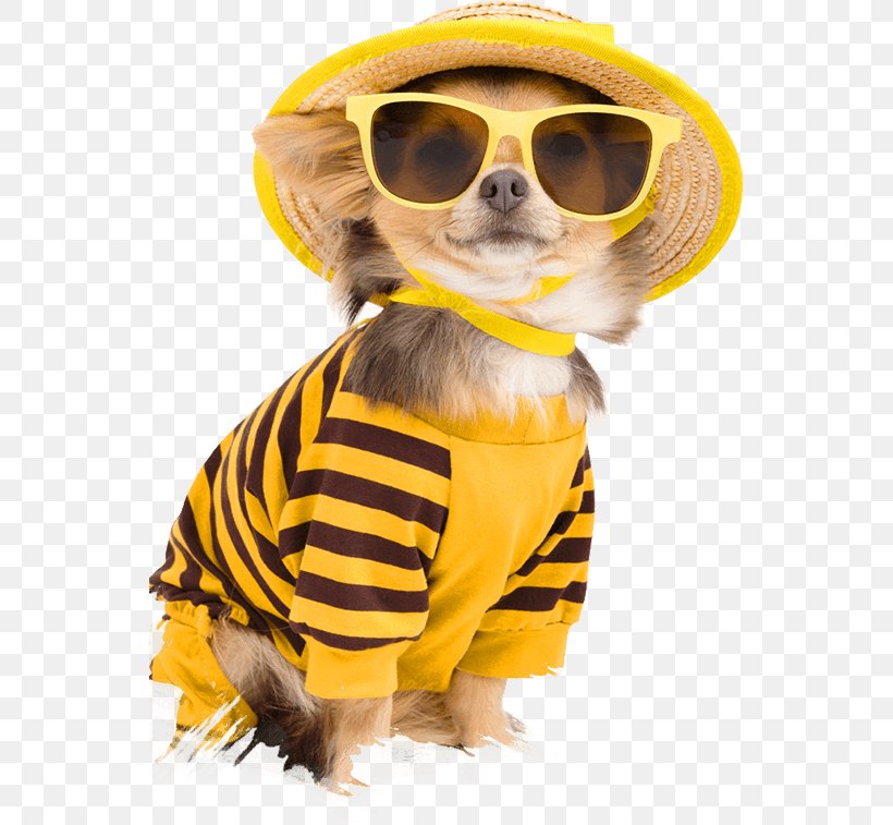 Chihuahua Puppy Clothing Pet Stock Photography, PNG, 546x757px, Chihuahua, Bee, Carnivoran, Cat Litter Trays, Clothing Download Free