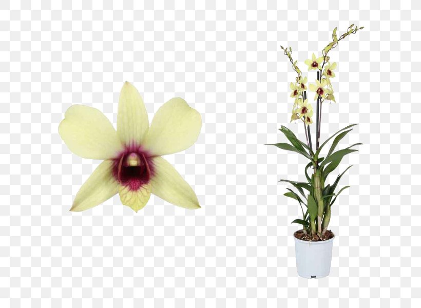 Flowers Background, PNG, 600x600px, Moth Orchids, Cattleya, Cattleya Orchids, Cooktown Orchid, Cut Flowers Download Free