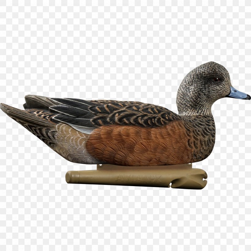 Mallard Duck Decoy Duck Decoy Gadwall, PNG, 2000x2000px, Mallard, American Black Duck, American Wigeon, Anseriformes, Beak Download Free