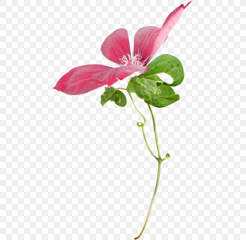 Pink Flower Cartoon, PNG, 471x800px, Cut Flowers, Anthurium, Flora, Flower, Herbaceous Plant Download Free
