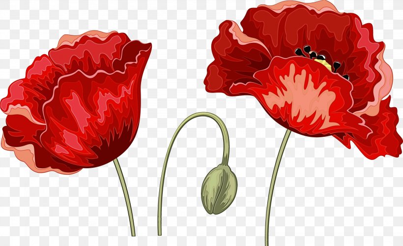 Red Flower Petal Plant Tulip, PNG, 3072x1874px, Watercolor, Coquelicot, Corn Poppy, Cut Flowers, Flower Download Free