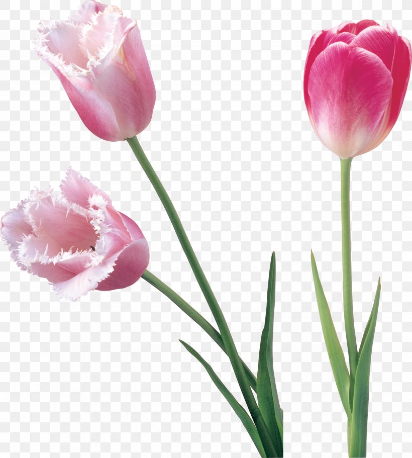 Tulip Cut Flowers Clip Art, PNG, 2143x2382px, Tulip, Bud, Cut Flowers, Digital Image, Flower Download Free