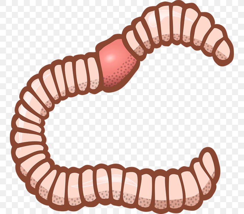 Worm Clip Art, PNG, 753x720px, Worm, Earthworm Download Free