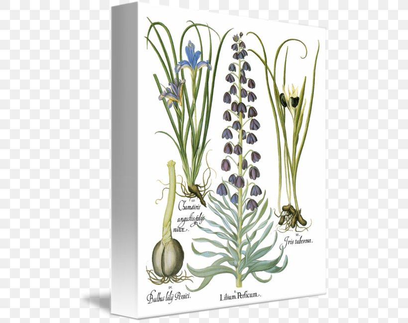 Basilius Besler's Florilegium: The Book Of Plants Floral Design Plant Stem, PNG, 503x650px, Book Of Plants, Album, Flora, Floral Design, Flower Download Free