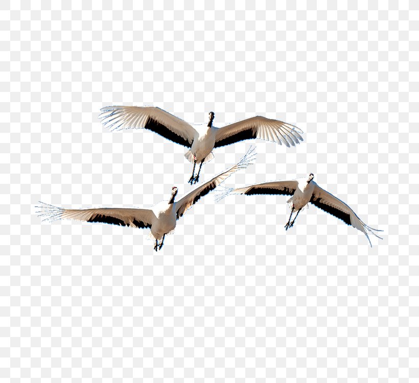Bird Crane Beak Goose Cygnini, PNG, 750x750px, Bird, Anatidae, Beak, Crane, Crane Like Bird Download Free