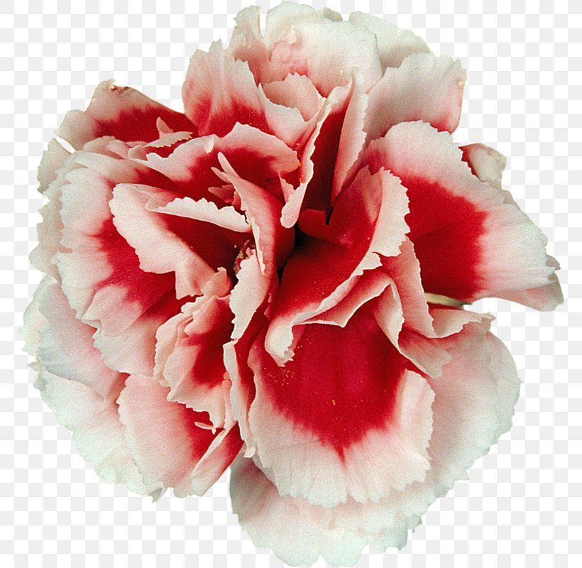 Carnation Cut Flowers Peony Flower Bouquet, PNG, 770x800px, Carnation, Cut Flowers, Flower, Flower Bouquet, Flowering Plant Download Free