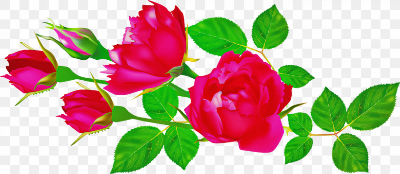 Flowers Roses Valentines Day, PNG, 1200x524px, Flowers, Floribunda, Flower, Garden Roses, Hybrid Tea Rose Download Free