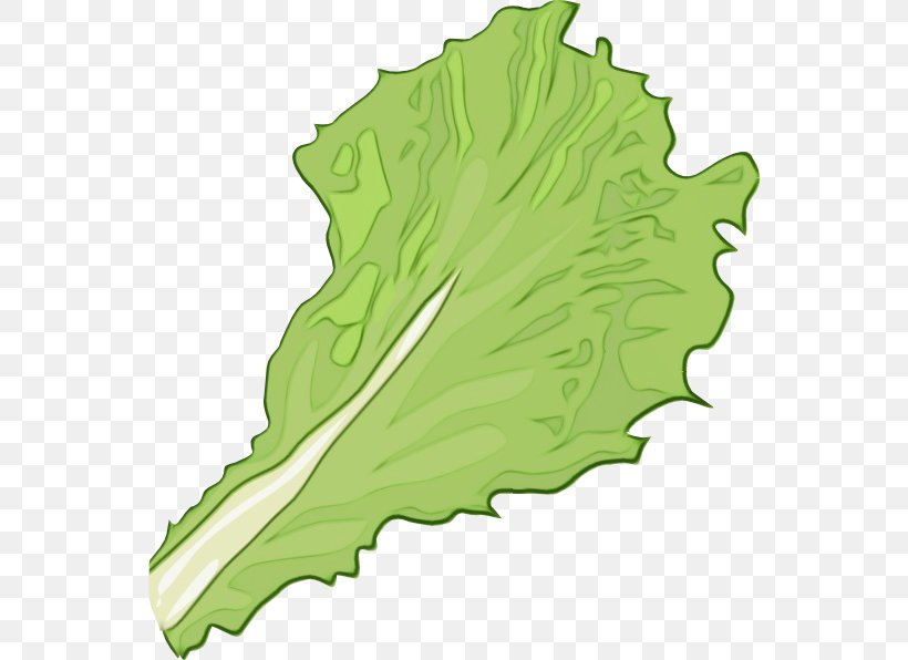 Green Leaf Background, PNG, 552x596px, Greens, Green, Leaf, Leaf Vegetable, Lettuce Download Free