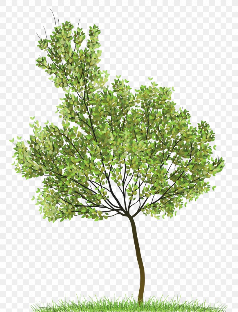Icon Clip Art, PNG, 938x1227px, Tree, Beech, Branch, Drawing, Grass Download Free