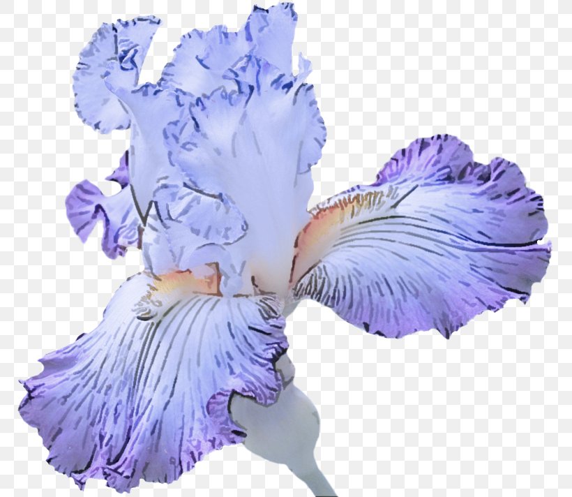 Lavender, PNG, 770x712px, Purple, Cut Flowers, Flower, Flowering Plant, Iris Download Free