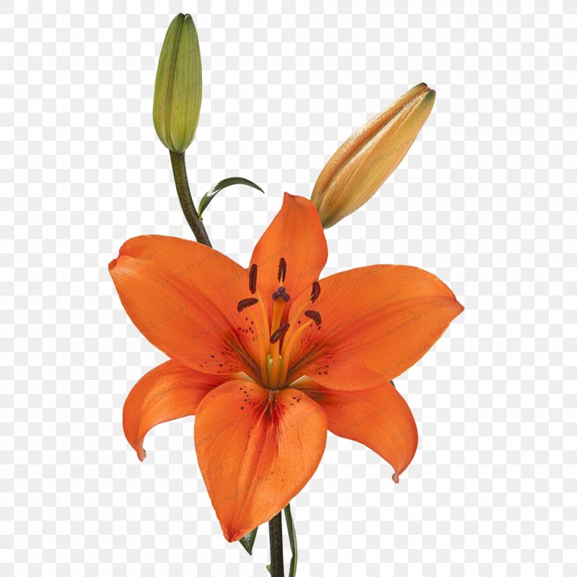 Orange Lily Golden-rayed Lily Flower Tiger Lily Plant Stem, PNG, 1000x1000px, Orange Lily, Amazoncom, Cut Flowers, Flower, Flowering Plant Download Free