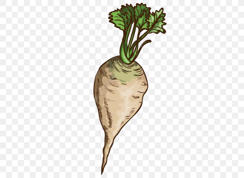 Radish Daikon Vegetable Turnip Root Vegetable, PNG, 500x600px, Radish, Beetroot, Carrot, Daikon, Leaf Vegetable Download Free