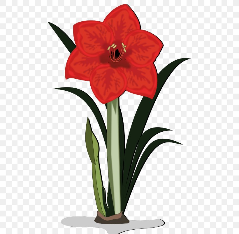 Amaryllis Clip Art, PNG, 800x800px, Amaryllis, Amaryllis Belladonna, Amaryllis Family, Art, Cut Flowers Download Free