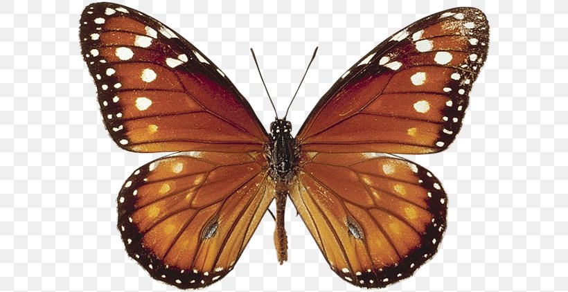 Monarch Butterfly Pieridae Gossamer-winged Butterflies, PNG, 600x422px, Monarch Butterfly, Antenna, Arthropod, Brush Footed Butterfly, Brushfooted Butterflies Download Free