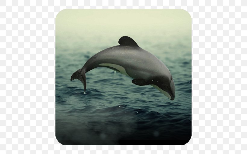 Striped Dolphin Common Bottlenose Dolphin Short-beaked Common Dolphin Wholphin Rough-toothed Dolphin, PNG, 512x512px, Striped Dolphin, Bottlenose Dolphin, Common Bottlenose Dolphin, Common Dolphin, Dolphin Download Free