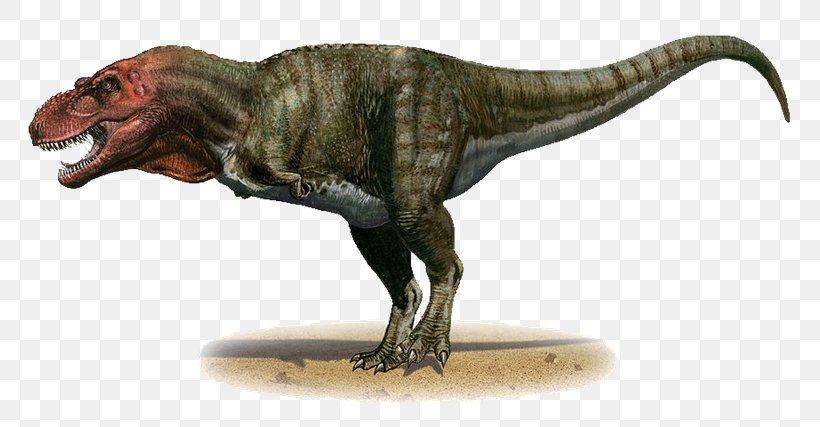 Tyrannosaurus Late Cretaceous Dinosaur Torvosaurus, PNG, 800x427px, Tyrannosaurus, Animal Figure, Bipedalism, Carnivore, Cretaceous Download Free