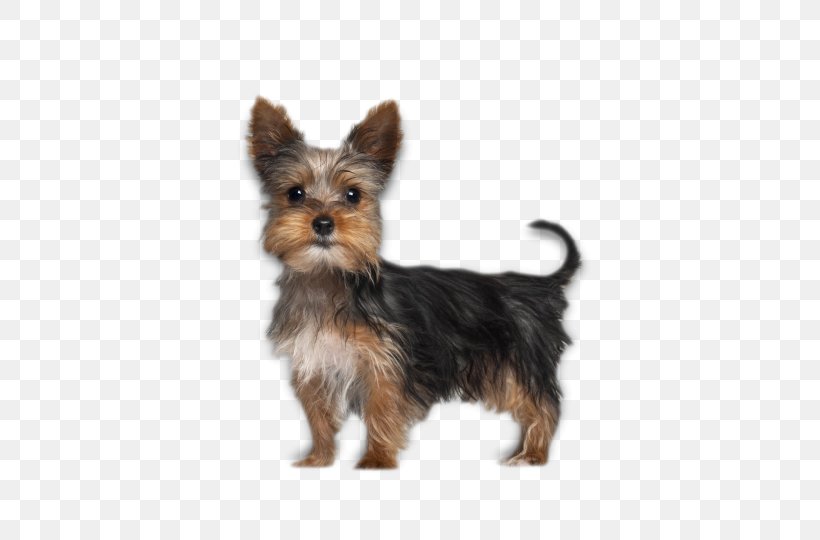 Yorkshire Terrier Boston Terrier Puppy, PNG, 540x540px, Yorkshire Terrier, Australian Silky Terrier, Australian Terrier, Biewer Terrier, Boston Terrier Download Free