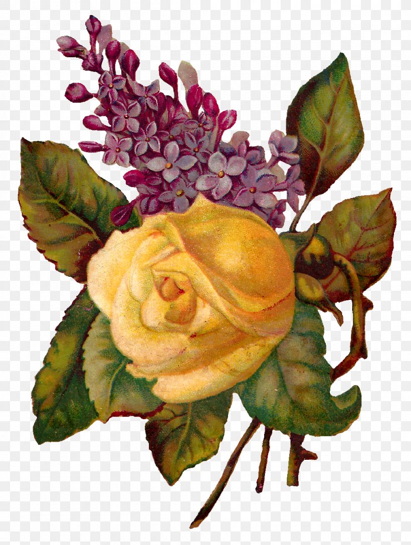 Centifolia Roses Flower Garden Roses Floral Design, PNG, 1013x1343px, Centifolia Roses, Cut Flowers, Floral Design, Floristry, Flower Download Free