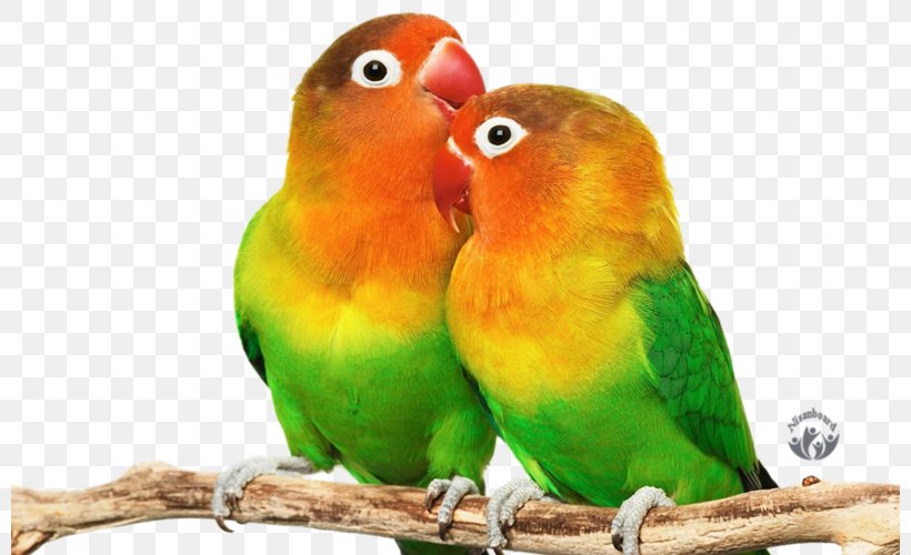 Lovebird Parrot Budgerigar Desktop Wallpaper, PNG, 800x500px, Lovebird, Beak, Bird, Budgerigar, Common Pet Parakeet Download Free