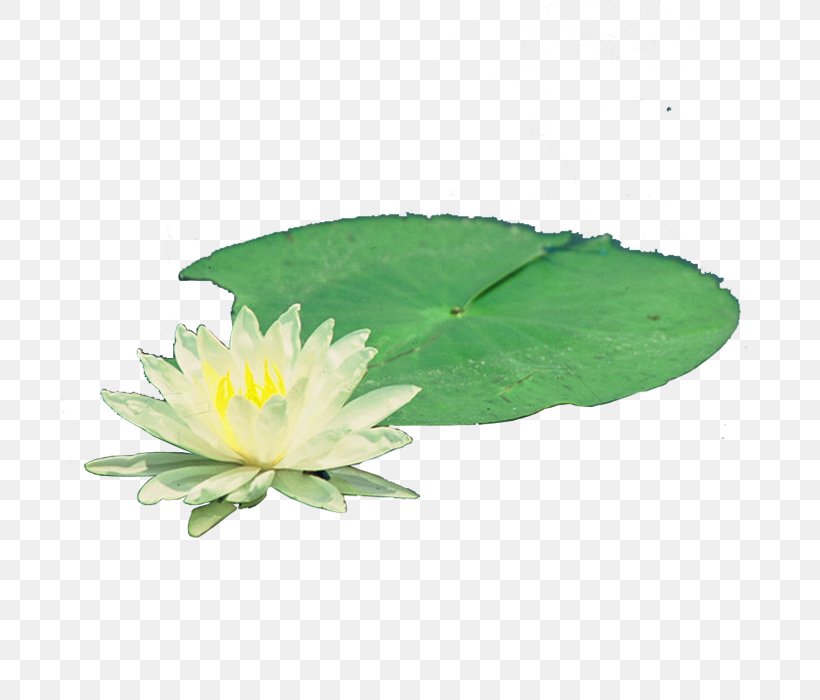 Nelumbo Nucifera Pygmy Water-lily Nymphaea Alba, PNG, 700x700px, Nelumbo Nucifera, Flower, Green, Leaf, Lotus Download Free