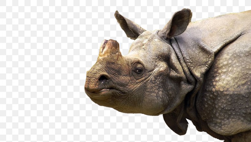 White Rhinoceros Horn Sumatran Rhinoceros, PNG, 1024x580px, Rhinoceros, Animal, Black Rhinoceros, Fauna, Giraffe Download Free