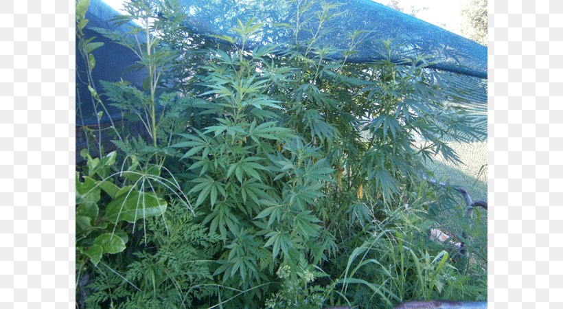 Cannabis Vegetation Rainforest Lawn Tree, PNG, 800x450px, Cannabis, Grass, Hemp, Hemp Family, Lawn Download Free