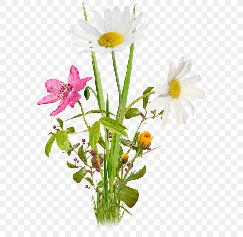 Colored Floral Design, PNG, 569x800px, Flower, Artificial Flower, Cut Flowers, Daisy, Daisy Family Download Free