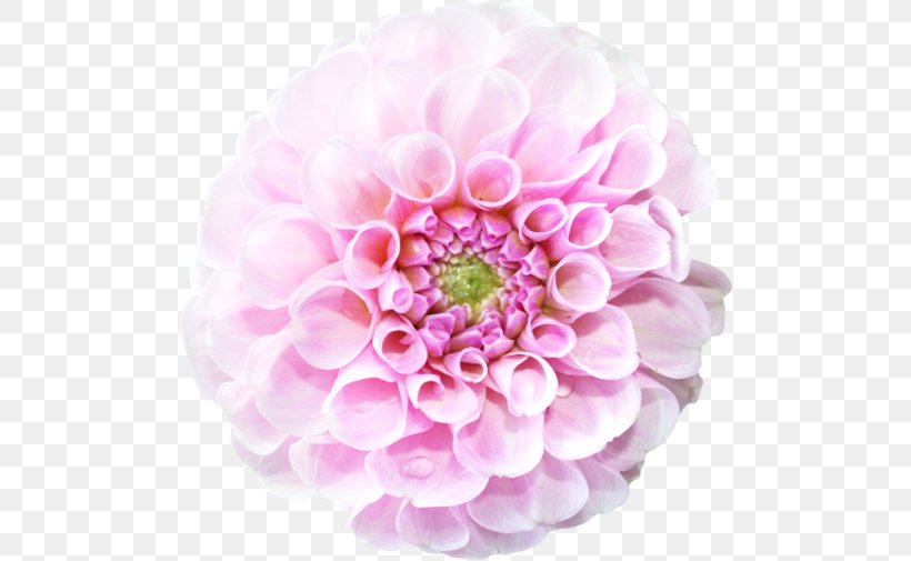 Cut Flowers Floristry Petal, PNG, 500x505px, Flower, Annual Plant, Blog, Cabbage Rose, Chrysanthemum Download Free