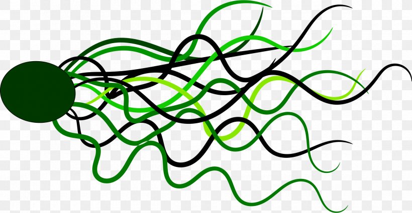 Line Green Circle, PNG, 2400x1244px, Green, Area, Blue, Branch, Curve Download Free