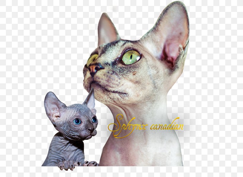 Sphynx Cat Donskoy Devon Rex Peterbald Kitten, PNG, 542x595px, Sphynx Cat, Abyssinian, Balinese Cat, Carnivoran, Cat Download Free
