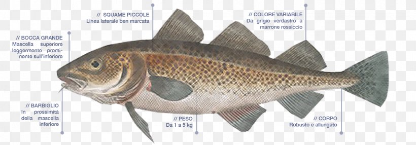Atlantic Cod Fish Products Gadidae, PNG, 1457x509px, Cod, Alaska Pollock, Atlantic Cod, Atlantic Mackerel, Bony Fish Download Free