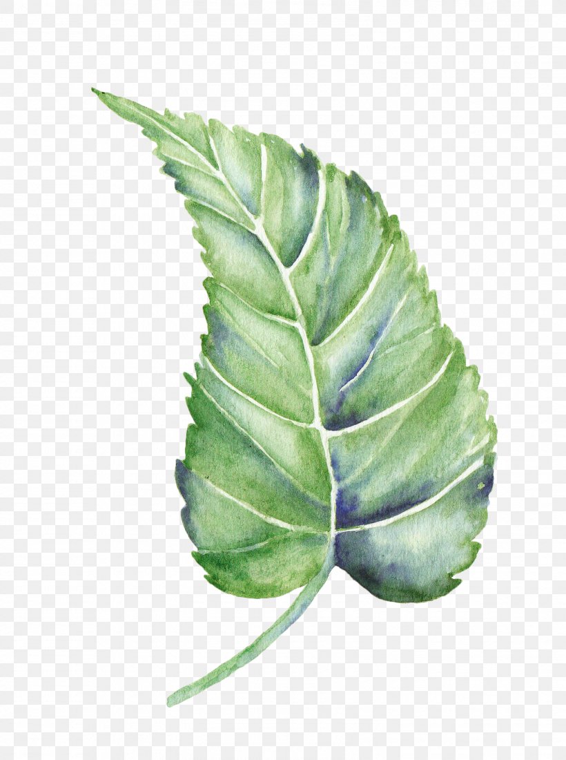 Leaf Watercolor Painting Shape, PNG, 1602x2150px, Leaf, Collard Greens, Drawing, Flower, Green Download Free