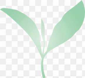 Tea Leaves Leaf Spring PNG