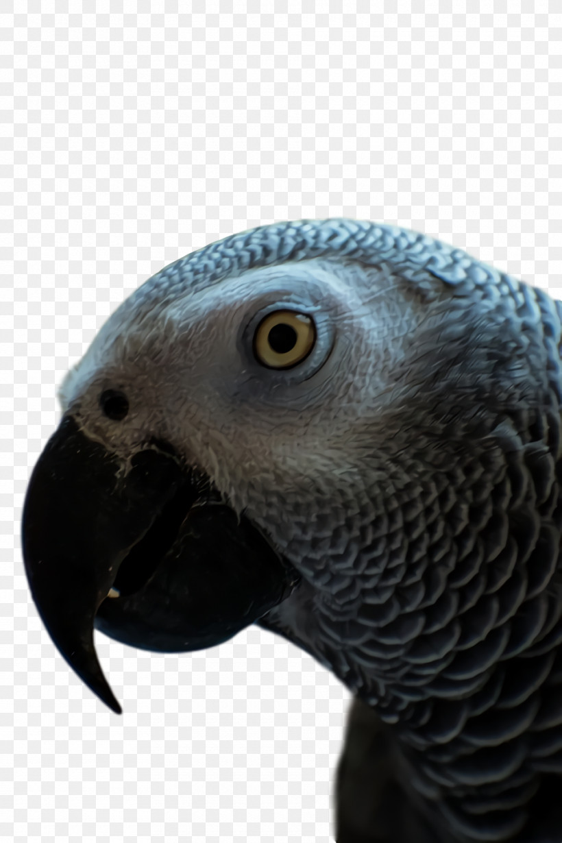 Feather, PNG, 960x1440px, Parrots, Beak, Biology, Birds, Closeup Download Free