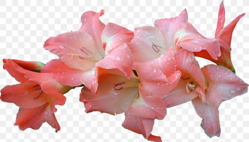 Flower Clip Art, PNG, 936x537px, Flower, Amaryllis Belladonna, Cut Flowers, Flowering Plant, Gladiolus Download Free