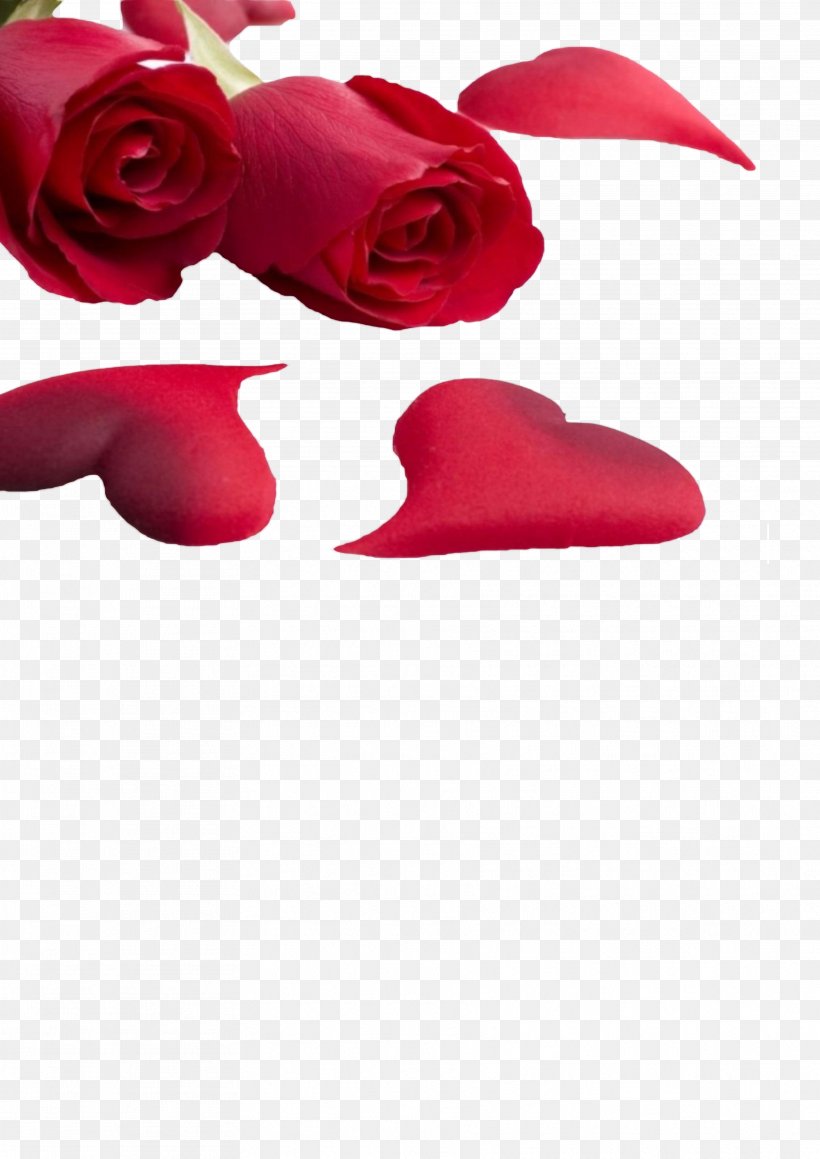 Rose Love Heart Valentines Day Wallpaper, PNG, 3537x5000px, Rose, Color, Flower, Garden Roses, Heart Download Free
