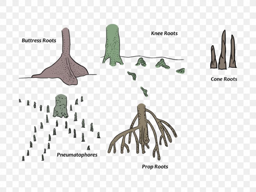 Tree Root, PNG, 1024x768px, Root, Aerial Root, Buttress Root, Diagram, Drawing Download Free
