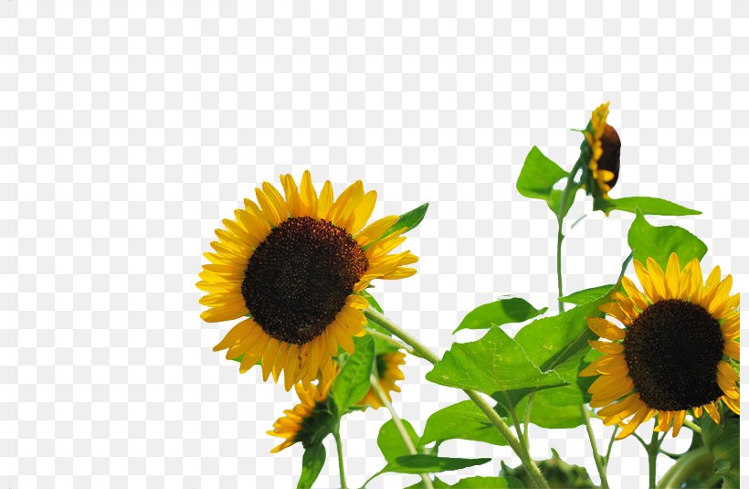 Common Sunflower Publicity, PNG, 800x535px, Common Sunflower, Advertising, Daisy Family, Flower, Flowering Plant Download Free