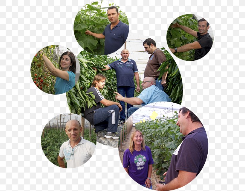 Grupo Agroponiente Agriculture Berja El Ejido Fruit, PNG, 617x642px, Agriculture, Collage, Customer, El Ejido, Empresa Download Free