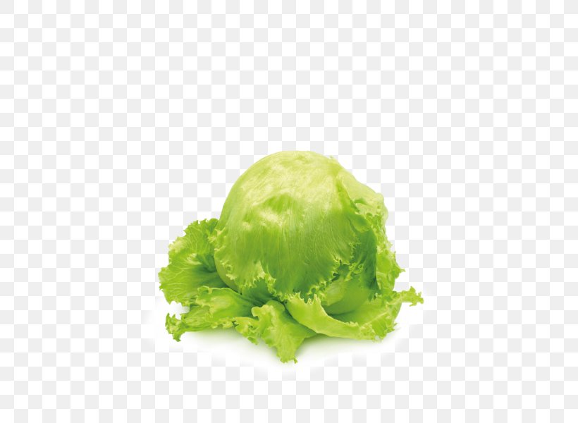 Romaine Lettuce Iceberg Lettuce Salad Vegetable Capitata Group, PNG, 487x600px, Romaine Lettuce, Brassica Oleracea, Cabbage, Capitata Group, Carotene Download Free