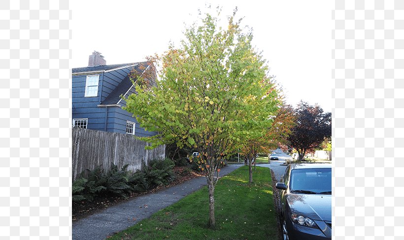 Shade Tree Shrub Evergreen Maple, PNG, 650x488px, Tree, Cottage, Evergreen, Facade, Grass Download Free