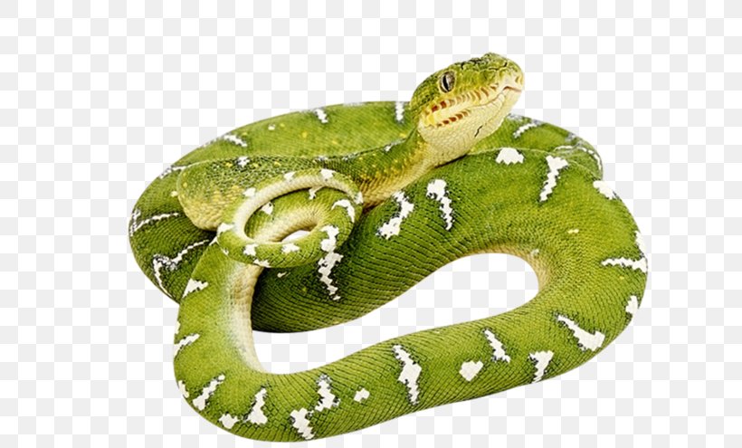 Snakes Smooth Green Snake Clip Art Vipers Reptile, PNG, 699x495px, Snakes, Boas, Cobra, Green Anaconda, Green Snakes Download Free