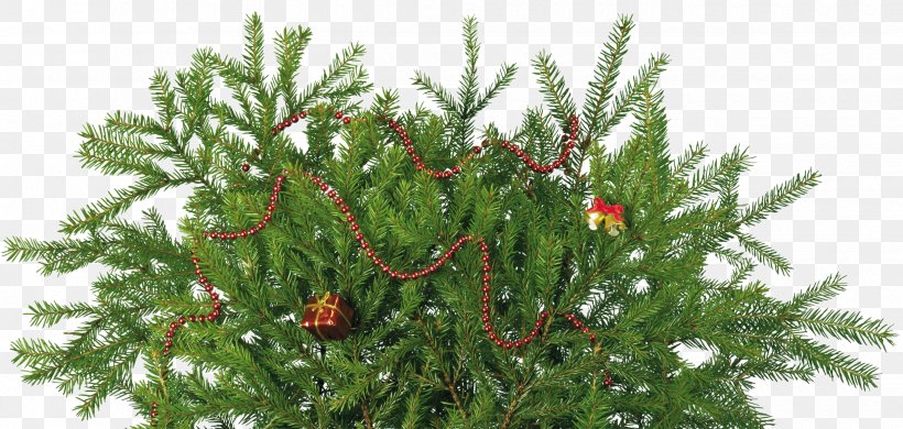 Spruce Fir Christmas Day Christmas Tree Stock Photography, PNG, 2440x1161px, Spruce, Biome, Branch, Christmas Day, Christmas Ornament Download Free